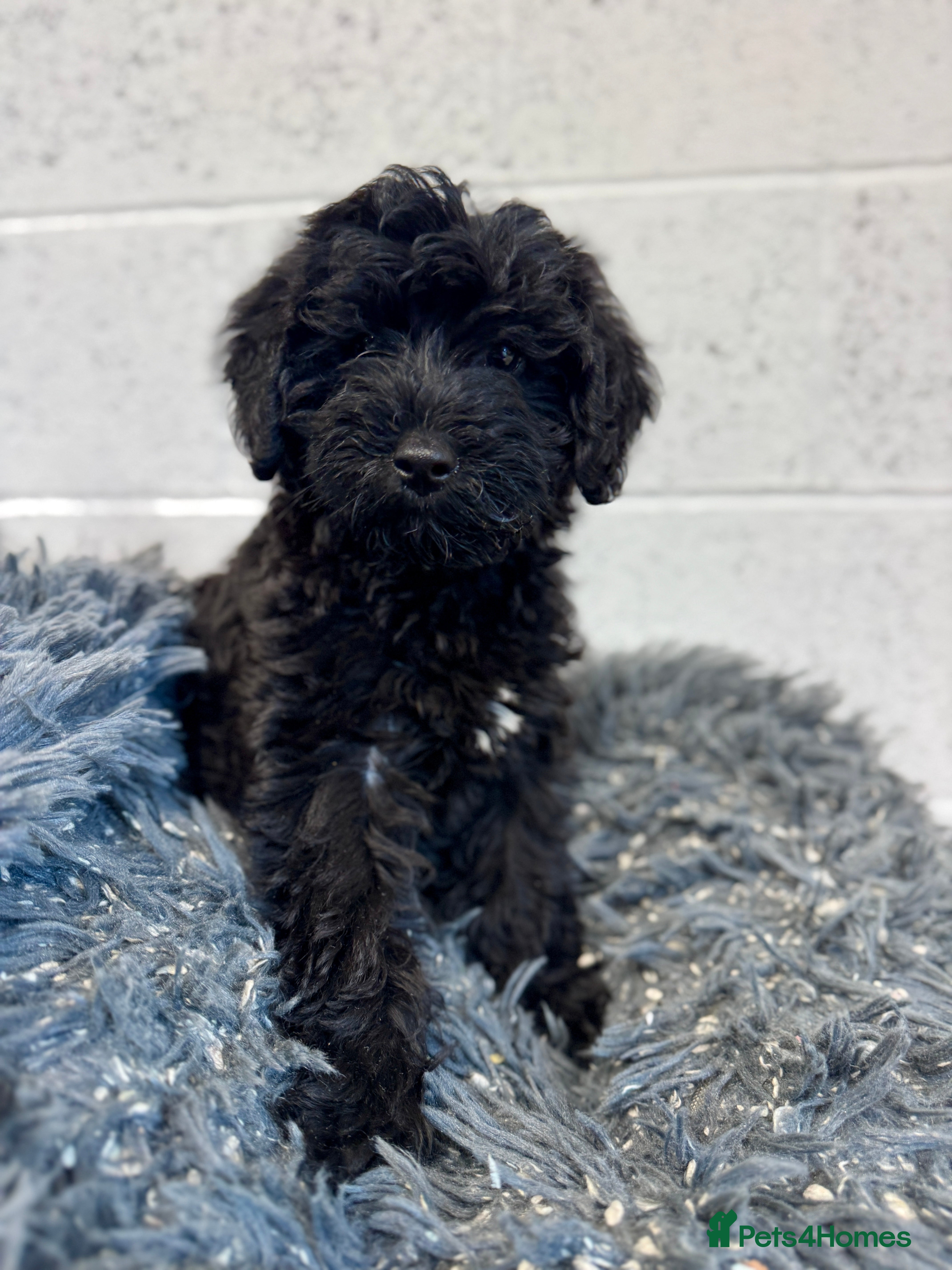 Labradoodle dogs Multi Gen Mini Labradoodle Puppies - Advert 2