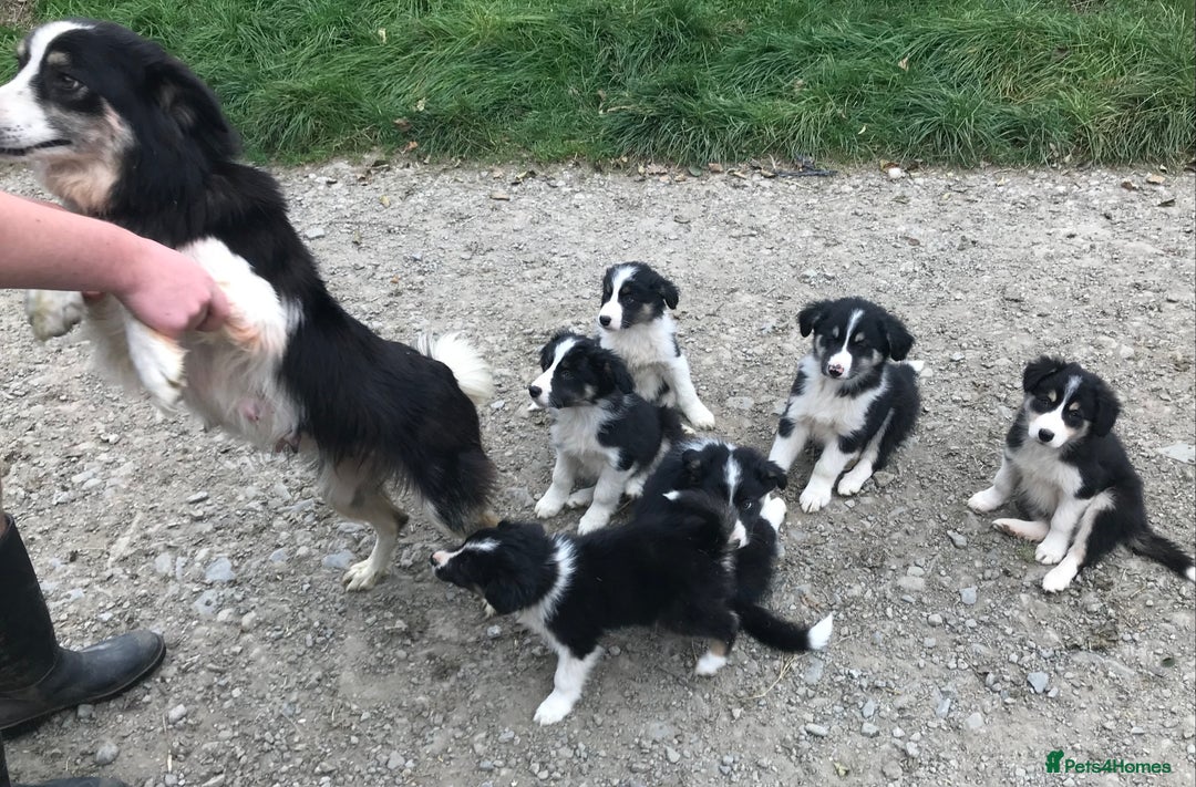 Border Collie dogs for sale: Border Collies Farmbred  - Image 12