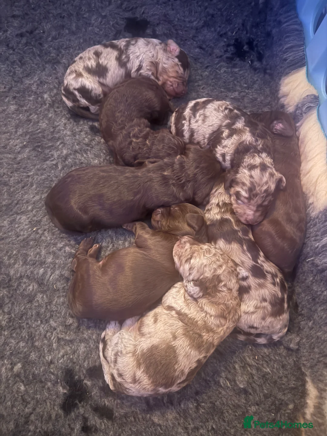 Cockapoo dogs for sale: Cockapoo x Labradoodle Hybrid - Advert 15