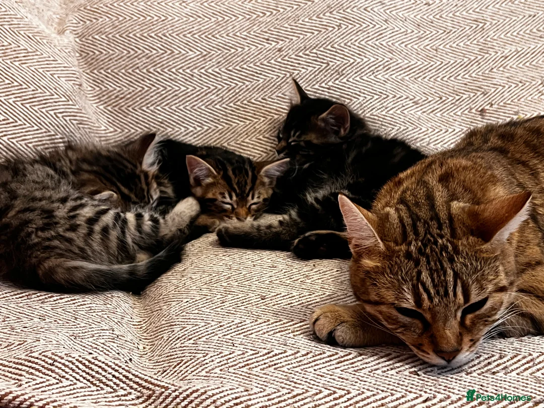 Bengal cats for sale: Beautiful Bengal Mix Babies – Playful & Loving in Wallington - Advert 18