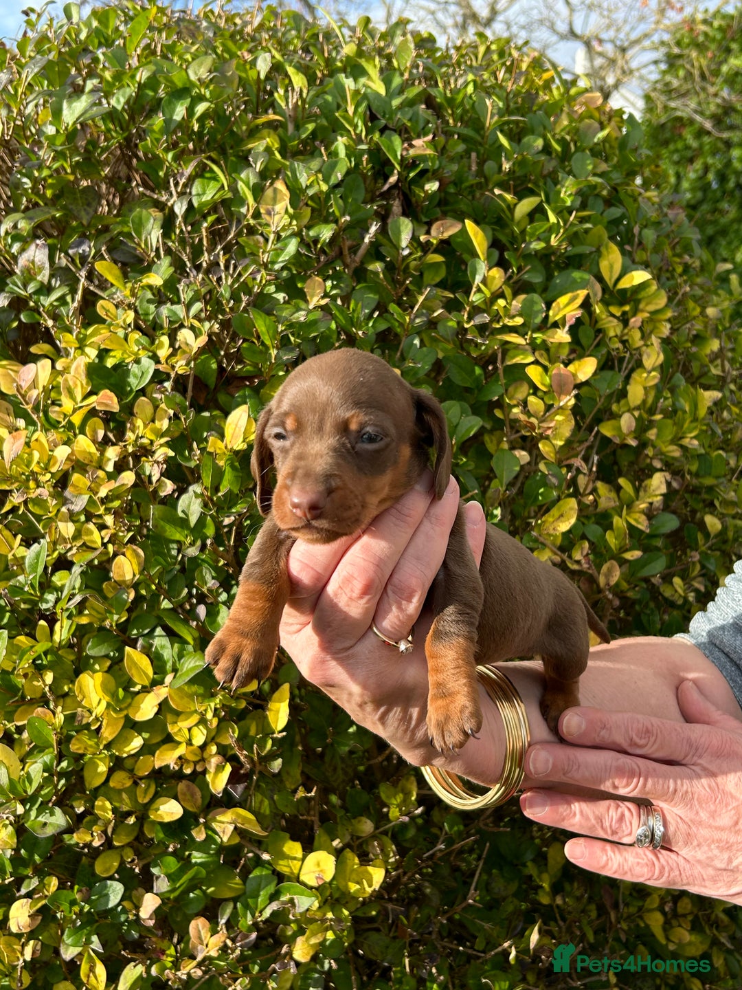 Miniature Dachshund dogs for sale: Kc reg mini dachshunds - Image 4