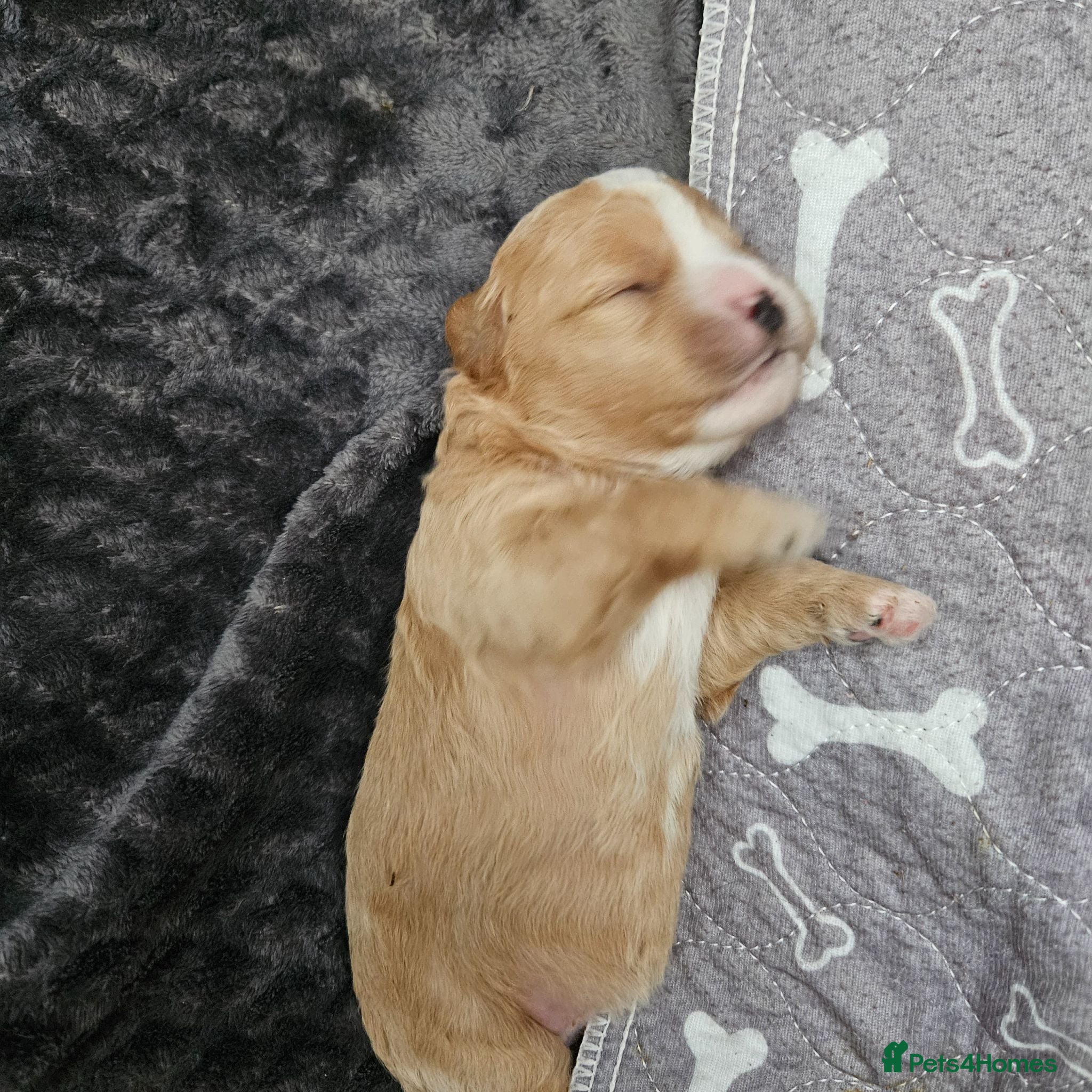 Shihpoo dogs Shiphoo puppies in Devon - Advert 5