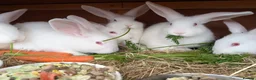 New Zealand rabbits for sale: New Zealand White kits pure - Advert 2