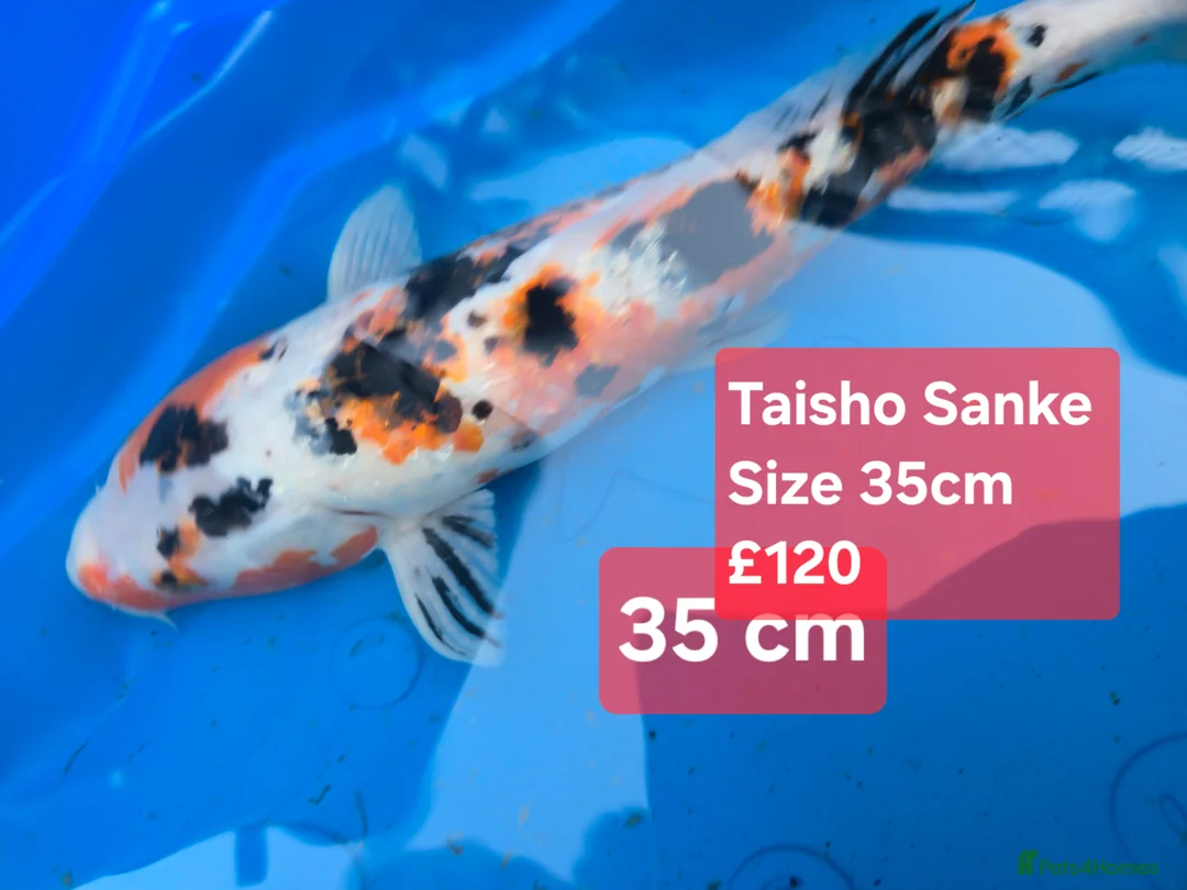 Koi Carp fish for sale: Japanese koi  - Advert 2