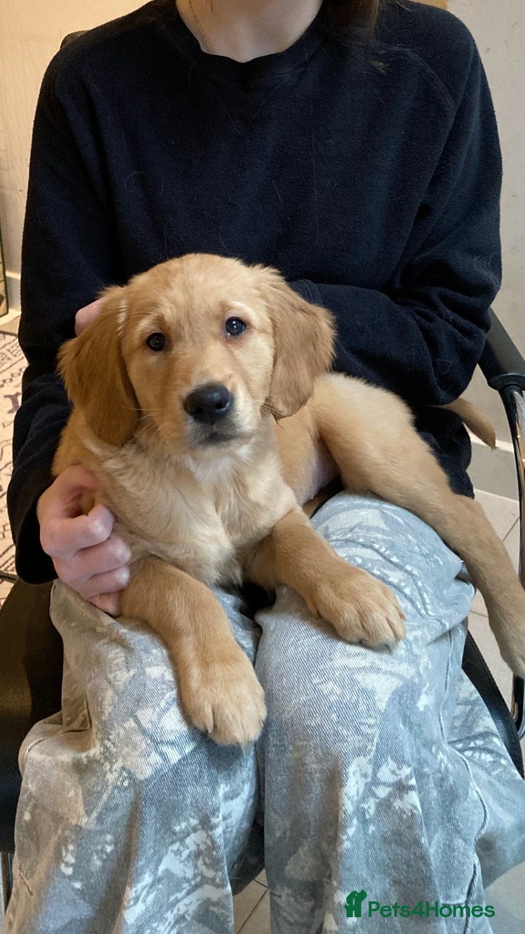 Golden Retriever dogs KC REGISTERED GOLDEN RETRIEVER PUPPY  - Advert 1
