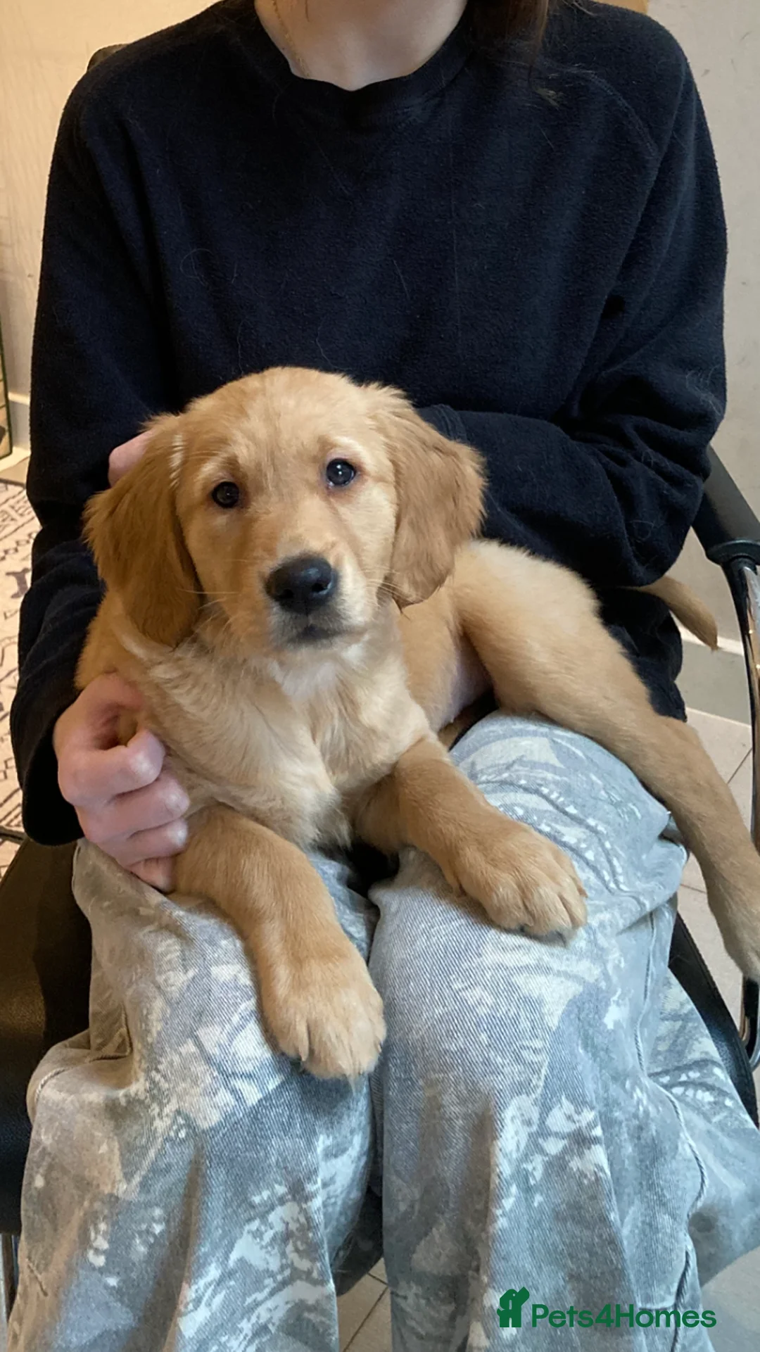 Golden Retriever dogs for sale: KC REGISTERED GOLDEN RETRIEVER PUPPY  - Advert 1