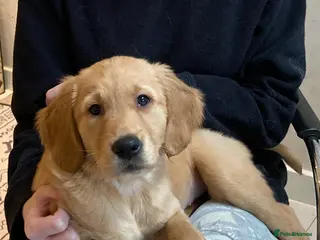 Golden Retriever dogs KC REGISTERED GOLDEN RETRIEVER PUPPY - Advert 1