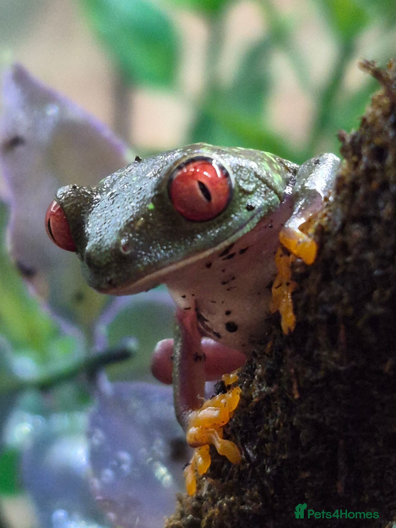 Frog reptiles Various frog species - Advert 1