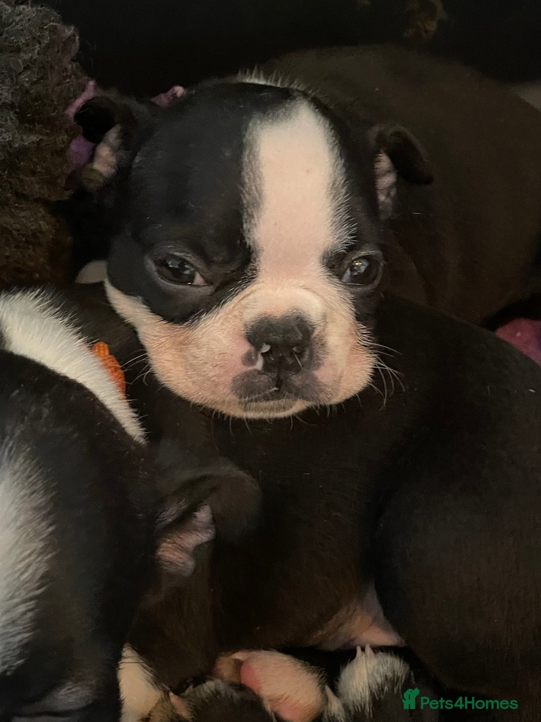 Boston Terrier dogs for sale: 🏡 Ready to Welcome waildax Volk Into Your Home? - Advert 10