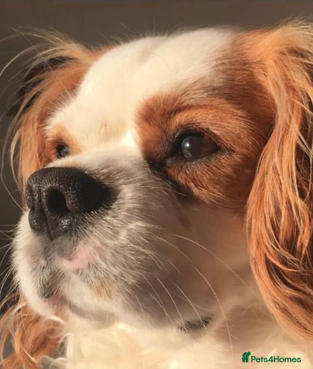 Cavalier King Charles Spaniel dogs for sale: Cavalier King Charles Spaniel Puppies - Advert 2