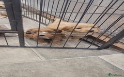 Cockapoo dogs for sale: Stunning F1 Show Type Cockapoos  in Mansfield - Image 9