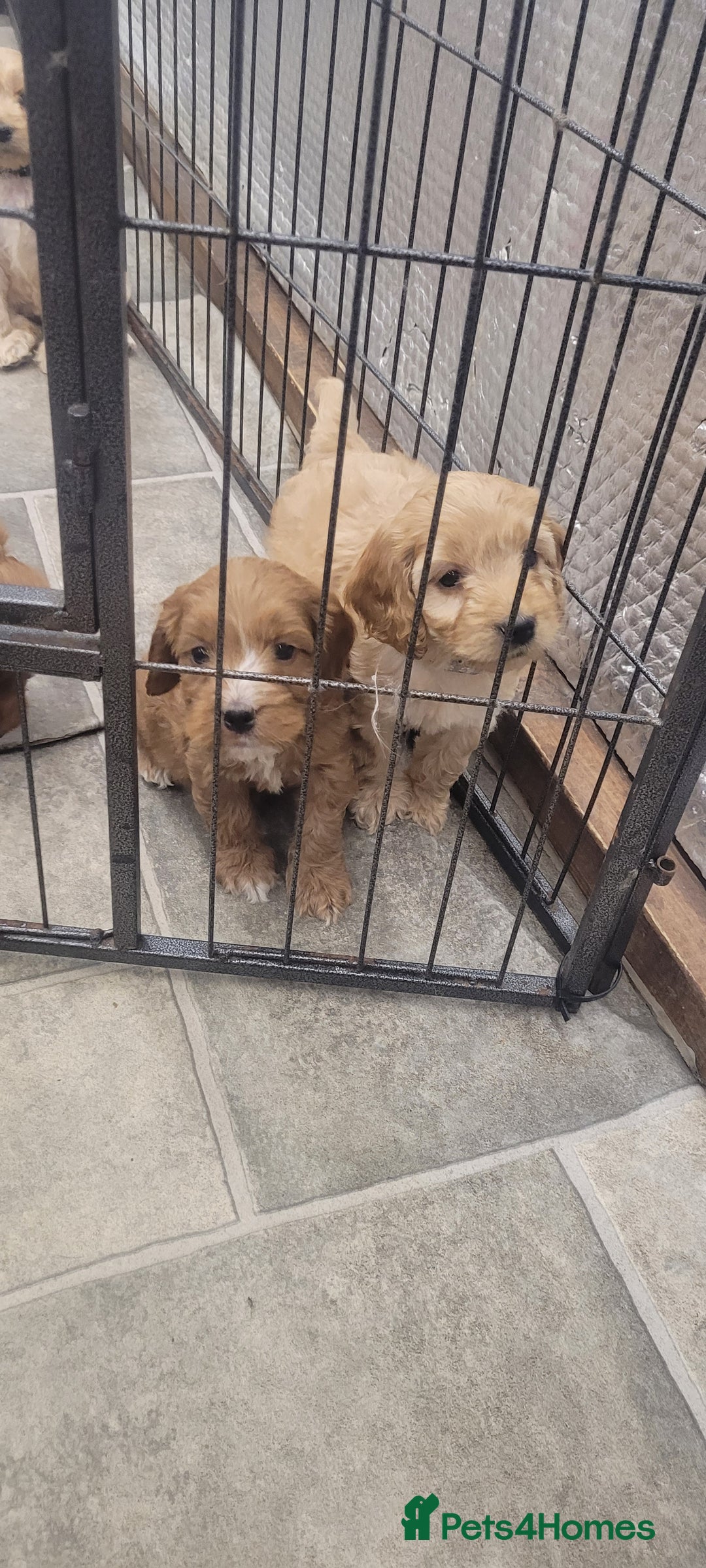 Cockapoo dogs for sale: Stunning F1 Show Type Cockapoos  in Mansfield - Image 9