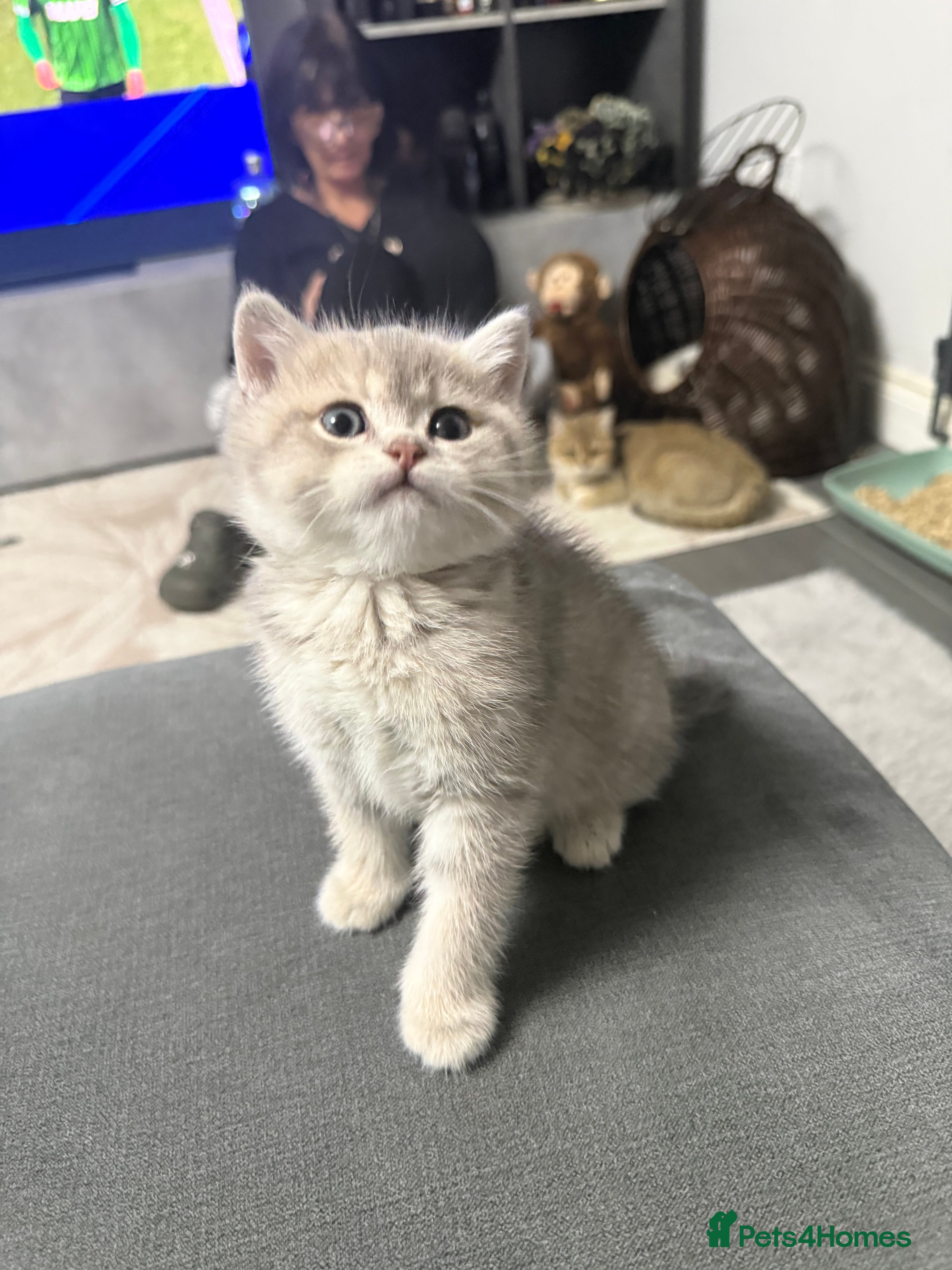 British Shorthair cats British shorthair silver tipped - Advert 1