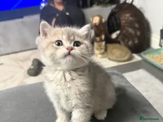 British Shorthair cats British shorthair silver tipped - Advert 3