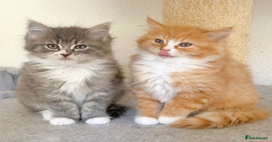 Ragdoll cats - Advert 4