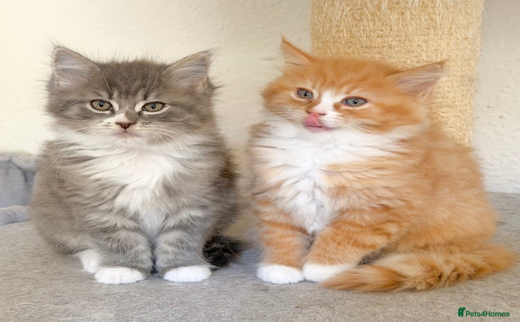 Ragdoll cats - Advert 14