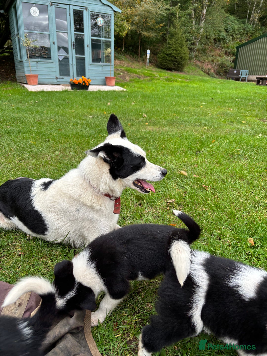 Border Collie dogs for sale: Border collies puppies - Image 17