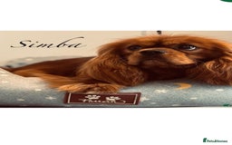 Cavalier King Charles Spaniel dogs for sale: KC REG CAVALIER KING CHARLES PUPPIES  - Image 11