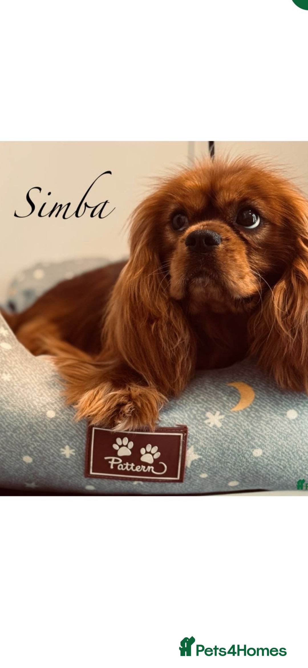 Cavalier King Charles Spaniel dogs for sale: KC REG CAVALIER KING CHARLES PUPPIES  - Image 11