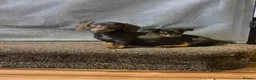 Miniature Dachshund dogs for sale: Unforseen Rehoming  - Advert 4