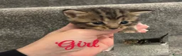 Mixed Breed cats for sale: Beautiful kittens for sale  - Advert 6