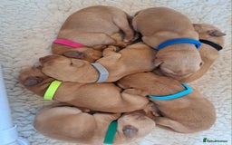 Labrador Retriever dogs for sale: Stunning Fox red Labrador pups - Image 3