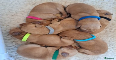 Labrador Retriever dogs - Advert 1