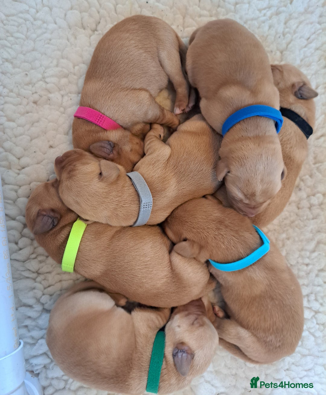 Labrador Retriever dogs for sale: Stunning Fox red Labrador pups - Image 3