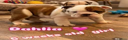 English Bulldog dogs for sale: 9 weeks old english bulldog girl puppy - Advert 7