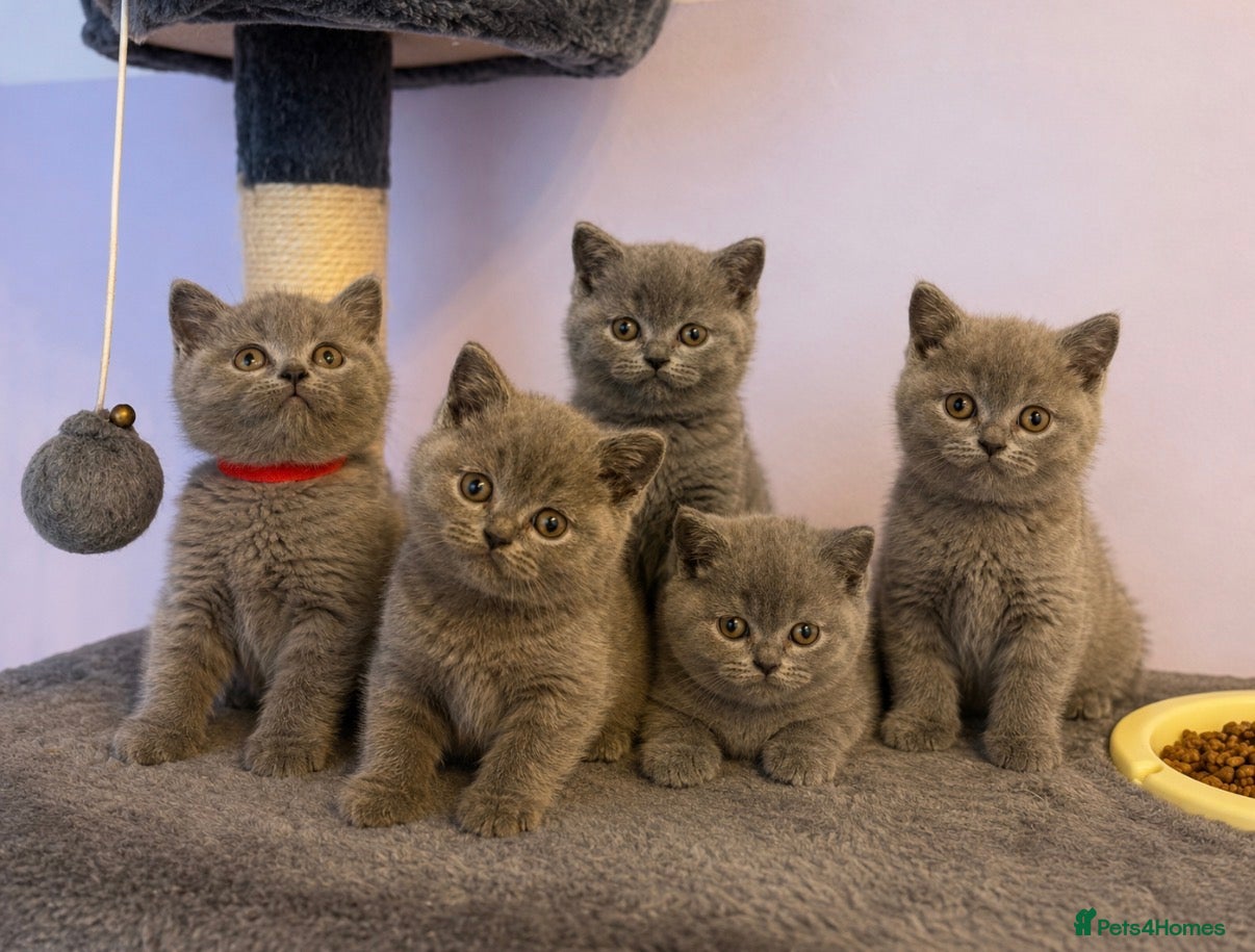 British Shorthair cats Gorgeous blue, British shorthair kittens  - Advert 1