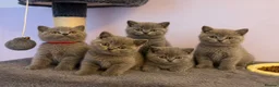 British Shorthair cats for sale: Gorgeous blue, British shorthair kittens  - Advert 1