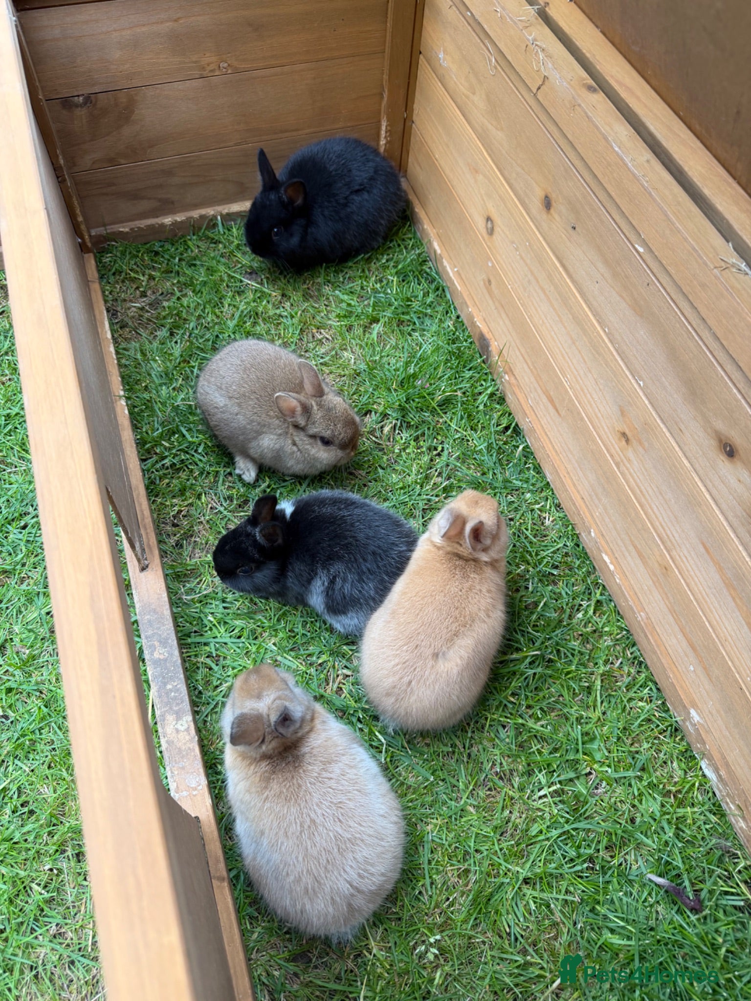 Netherland Dwarf rabbits Adorable Netherlands Dwarfs - Advert 1