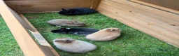 Netherland Dwarf rabbits for sale: Adorable Netherlands Dwarfs - Advert 6