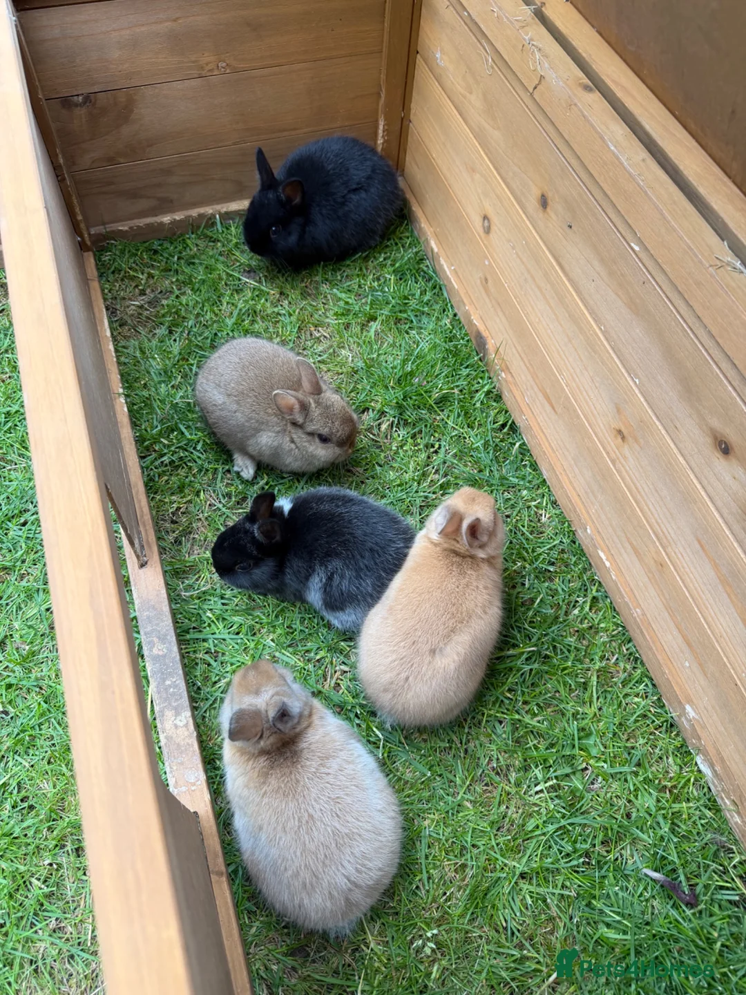 Netherland Dwarf rabbits for sale: Adorable Netherlands Dwarfs - Advert 6