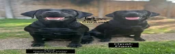 Labrador Retriever dogs for sale: Outstanding, Health Tested, KC Reg, Labrador Pups - Advert 13