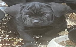Cane Corso dogs for sale: Exceptional  - Image 11