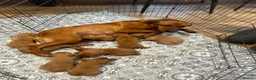 Labrador Retriever dogs for sale: KC Fox Red Labradors - Advert 3