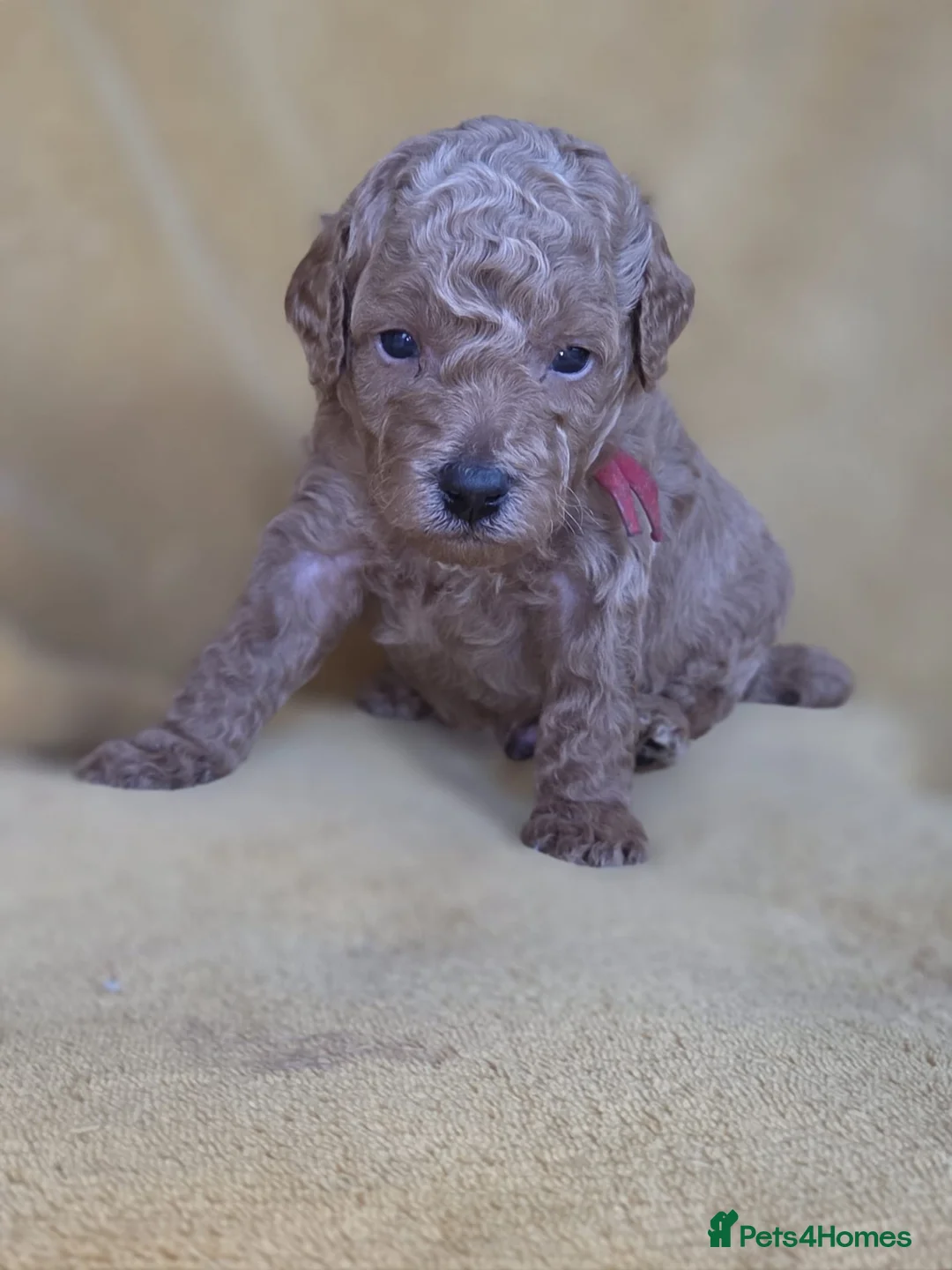 Mini Goldendoodle dogs for sale:  Minature Golden Doodles for sale 1 GIRL LEFT  - Advert 16
