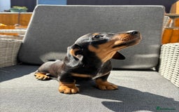 Miniature Dachshund dogs for sale: Dachshund puppies - Image 12