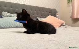 Mixed Breed cats for sale: Two gorgeous kittens looking for a loving home  - Image 7