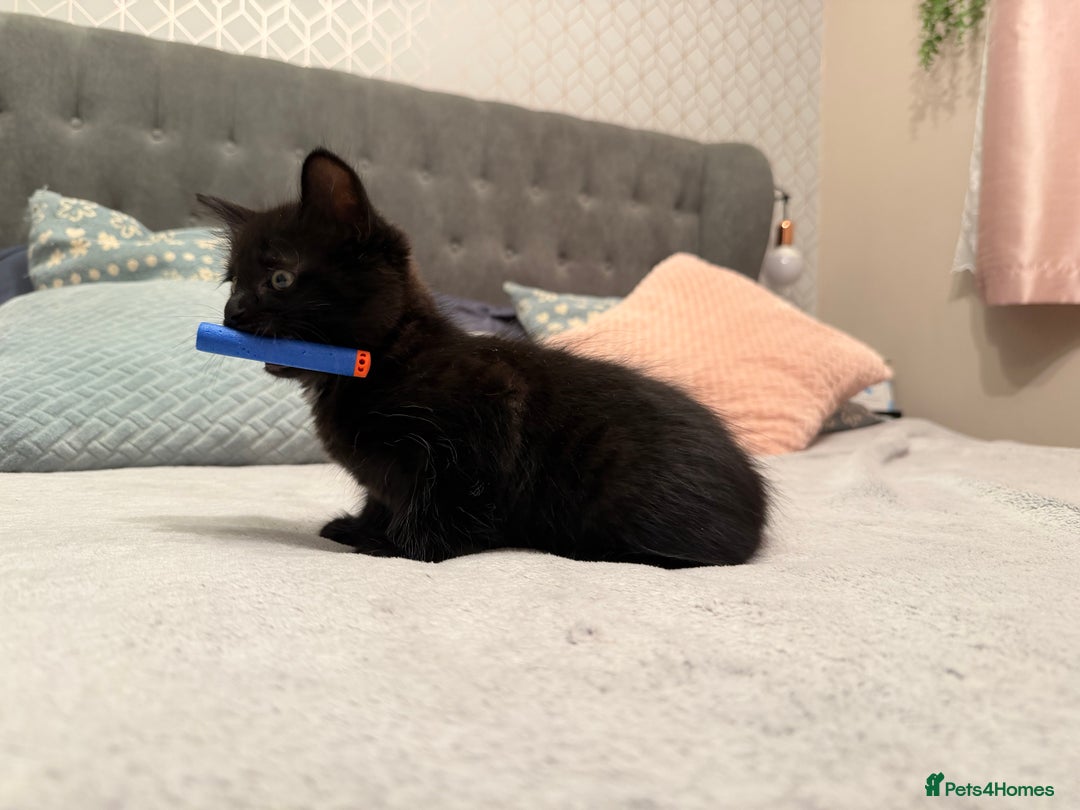 Mixed Breed cats for sale: Two gorgeous kittens looking for a loving home  - Image 7