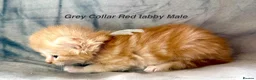 Maine Coon cats for sale: Stunning Maine Coon kittens in Droitwich - Advert 7