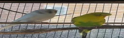 Budgerigars birds for sale: Budgies  - Advert 20