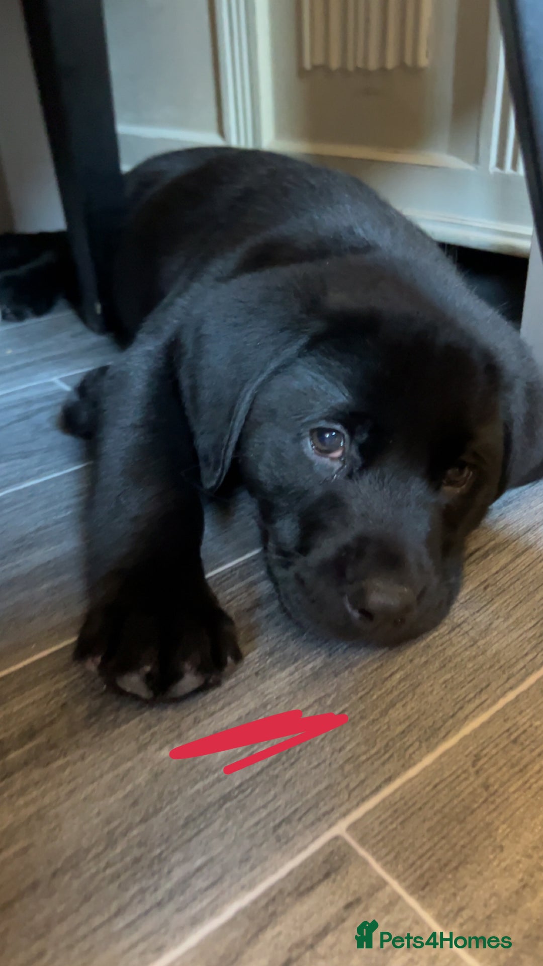 Labrador Retriever dogs for sale: READY NOW.Beautiful black KC registered Labradors  - Advert 1