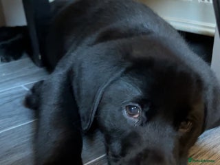 Labrador Retriever dogs READY NOW.Beautiful black KC registered Labradors - Advert 1