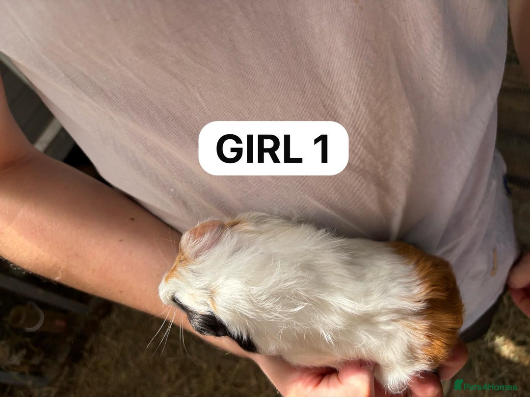 Guinea Pig rodents for sale: Take, Friendly, Beautiful Baby Guineas Ready Now - Image 8