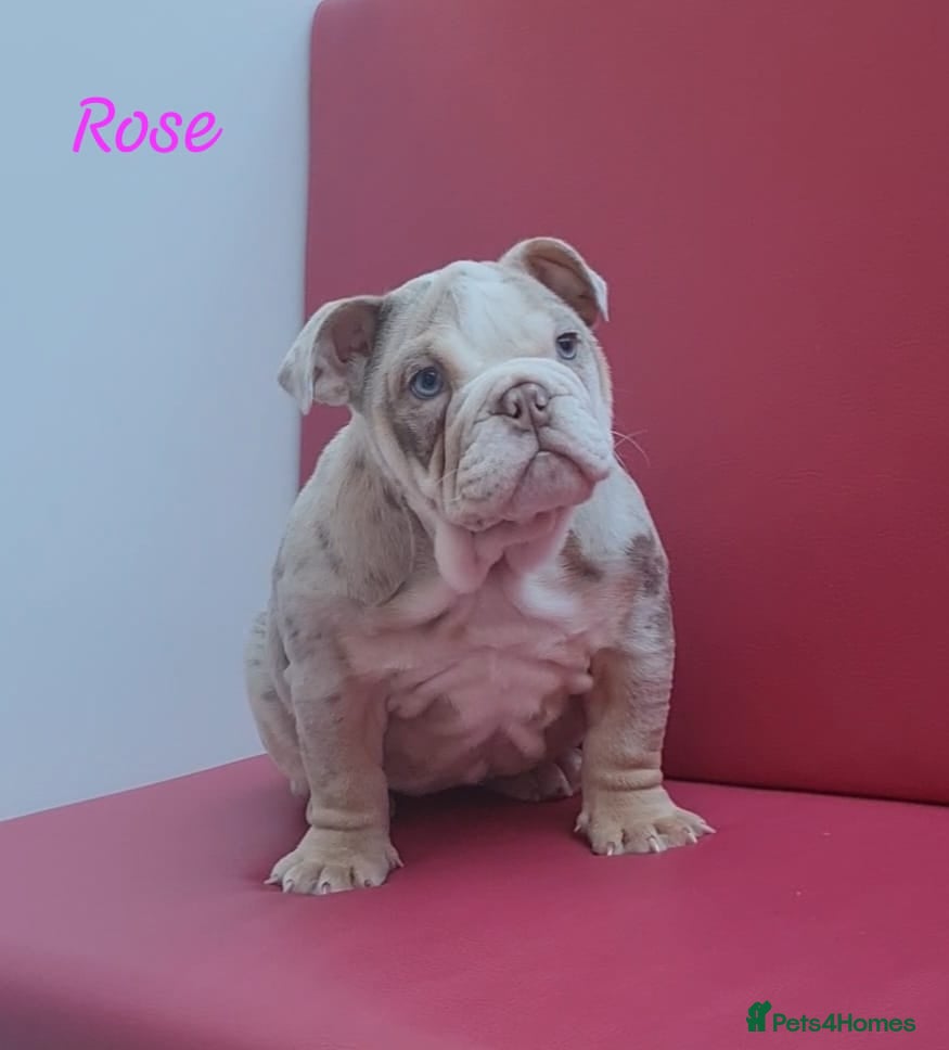 English Bulldog dogs Lovely lilac and tan Merle girl - Advert 4