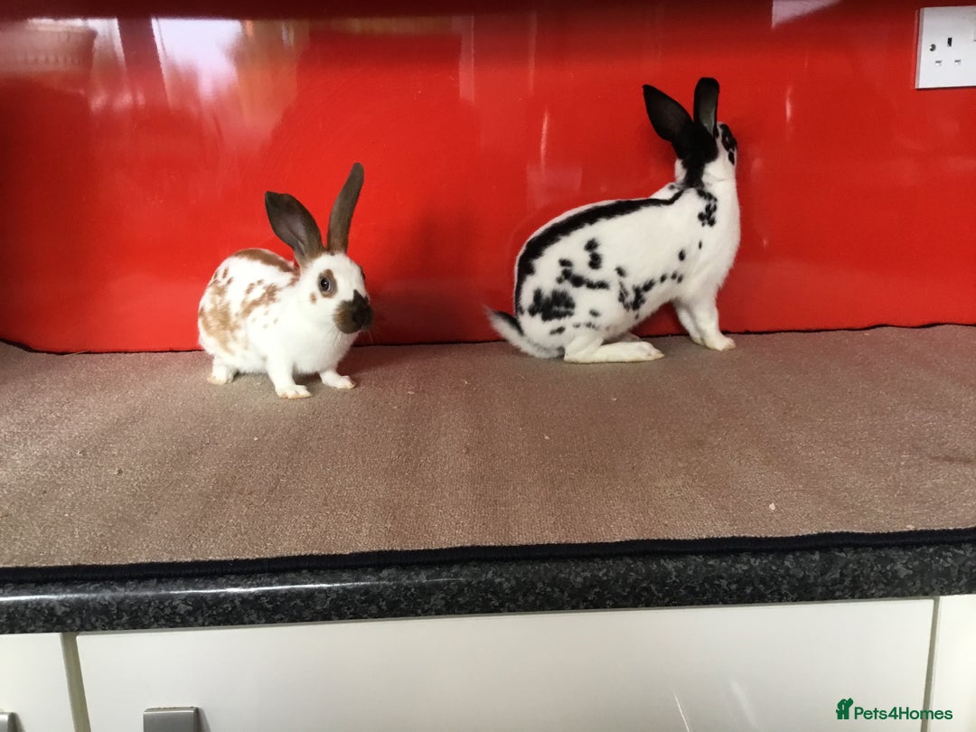 English Spot rabbits for sale: English Rabbits for sale  - Image 3