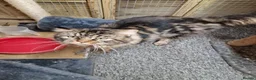 Maine Coon cats for stud: DENVER offered for stud services in Southampton - Advert 7