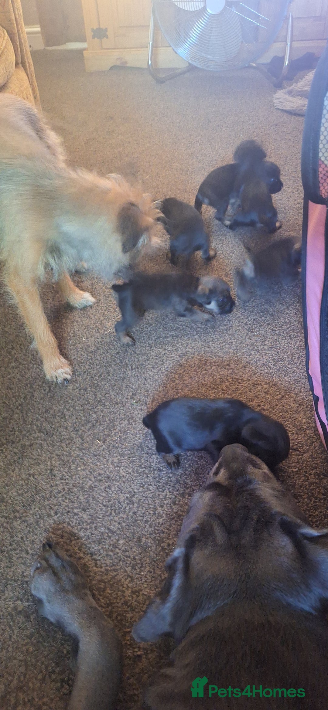 Border Terrier dogs for sale: Border terrier pups slem tested parents  - Image 4